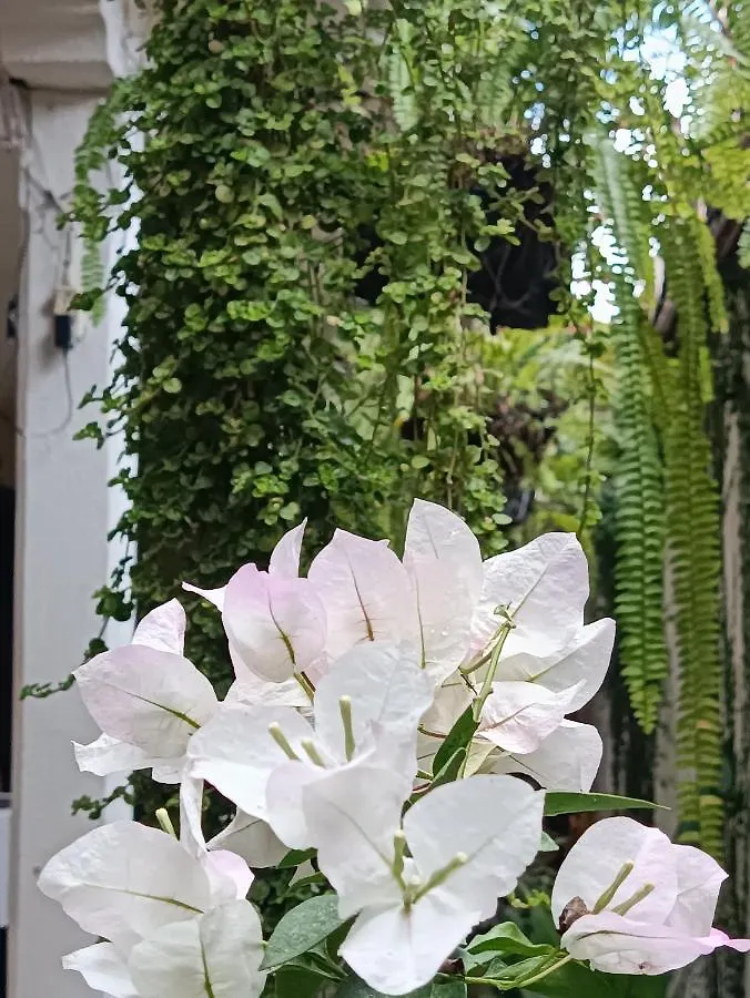 Bed & Breakfast Hostal La Paz Antigua Guatemala